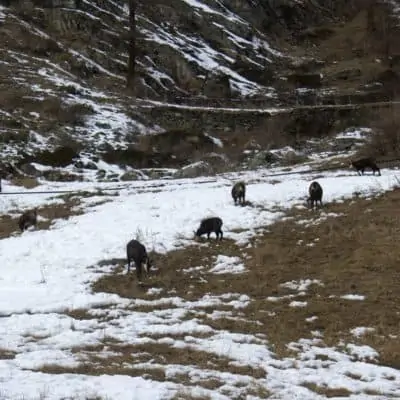 FAMILY BREAK IN MONTAGNA A COGNE
