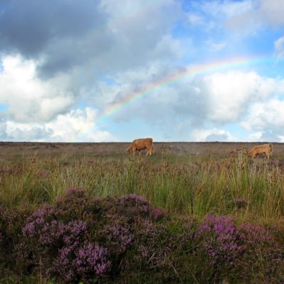 EXMOOR E DARTMOOR NATIONAL PARK