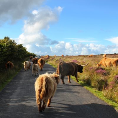 EXMOOR E DARTMOOR NATIONAL PARK