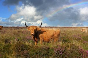EXMOOR E DARTMOOR NATIONAL PARK