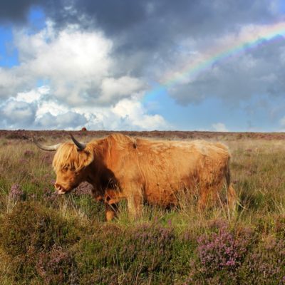 EXMOOR E DARTMOOR NATIONAL PARK