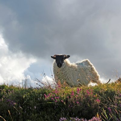 EXMOOR E DARTMOOR NATIONAL PARK