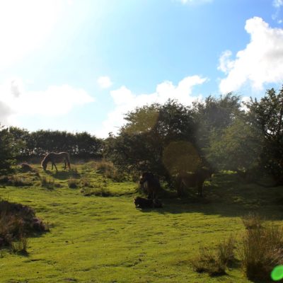 EXMOOR E DARTMOOR NATIONAL PARK