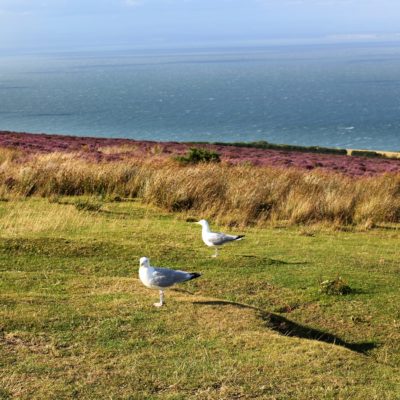 EXMOOR E DARTMOOR NATIONAL PARK
