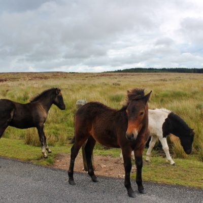 EXMOOR E DARTMOOR NATIONAL PARK