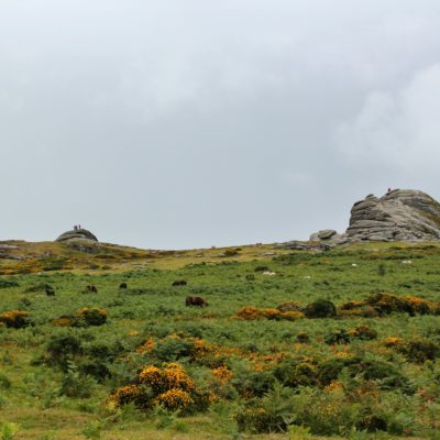 EXMOOR E DARTMOOR NATIONAL PARK