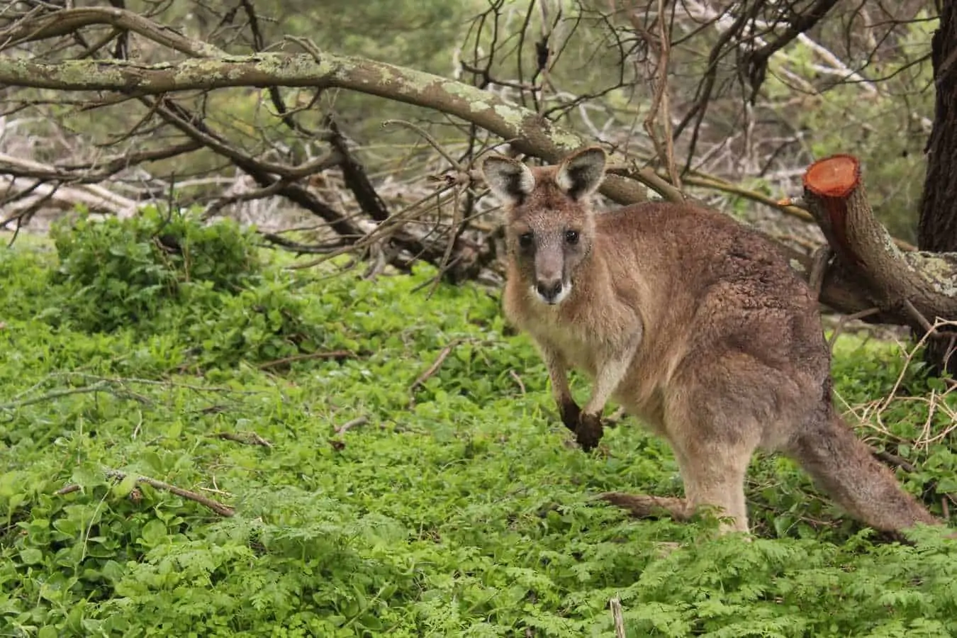PERCHÉ NON VI PENTIRETE MAI DI VISITARE L'AUSTRALIA I canguri sarà un po' più semplice, ma imparate a distinguerli dai wallaby! I primi sono più piccoli, più scuri e tarchiati...e molto più comuni da avvistare! Anche questi ultimi li abbiamo trovati in branco lungo la Great Ocean Road, in una radura vicino ad un antico cratere riempitosi di acqua...un luogo di una bellezza surreale!