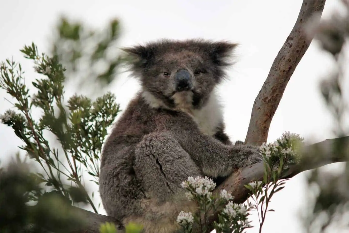 PERCHÉ NON VI PENTIRETE MAI DI VISITARE L'AUSTRALIA PERCHÉ NON VI PENTIRETE MAI DI VISITARE L'AUSTRALIA