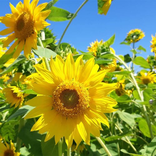 SCOPRIRE TUTTI I COLORI DI PROVENZA