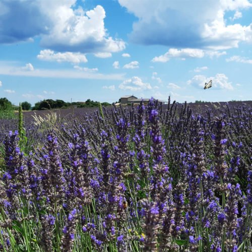 SCOPRIRE TUTTI I COLORI DI PROVENZA