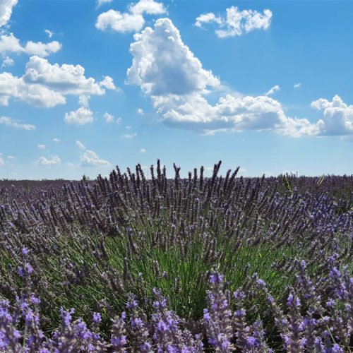 SCOPRIRE TUTTI I COLORI DI PROVENZA