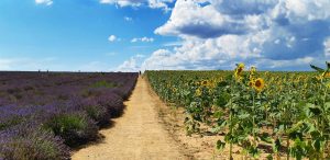 SCOPRIRE TUTTI I COLORI DI PROVENZA