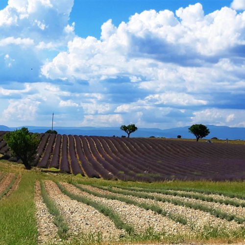 SCOPRIRE TUTTI I COLORI DI PROVENZA