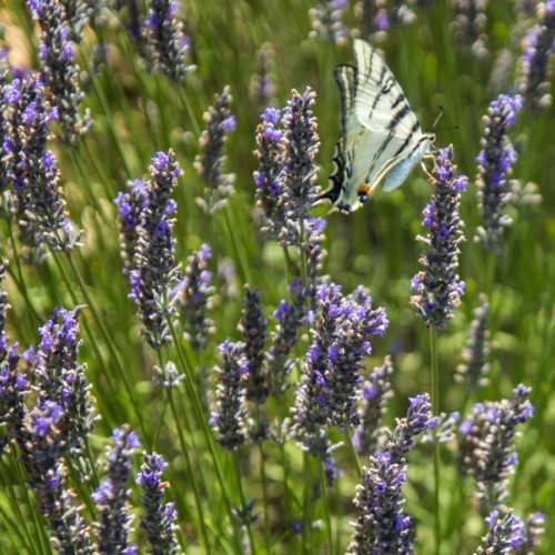 SCOPRIRE TUTTI I COLORI DI PROVENZA