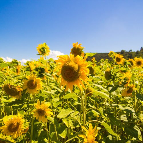 SCOPRIRE TUTTI I COLORI DI PROVENZA