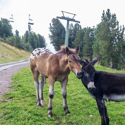 Cosa fare con bambini tra Cavalese e Tesero