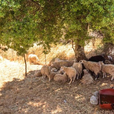 Cosa vedere a Creta Sud