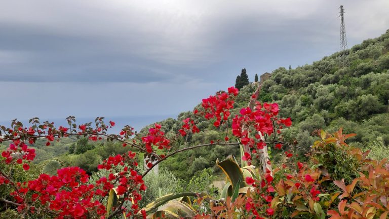 CAMMINATE-IN-LIGURIA-LA-VIA-DELLA-COSTA-A-LINGUEGLIETTA