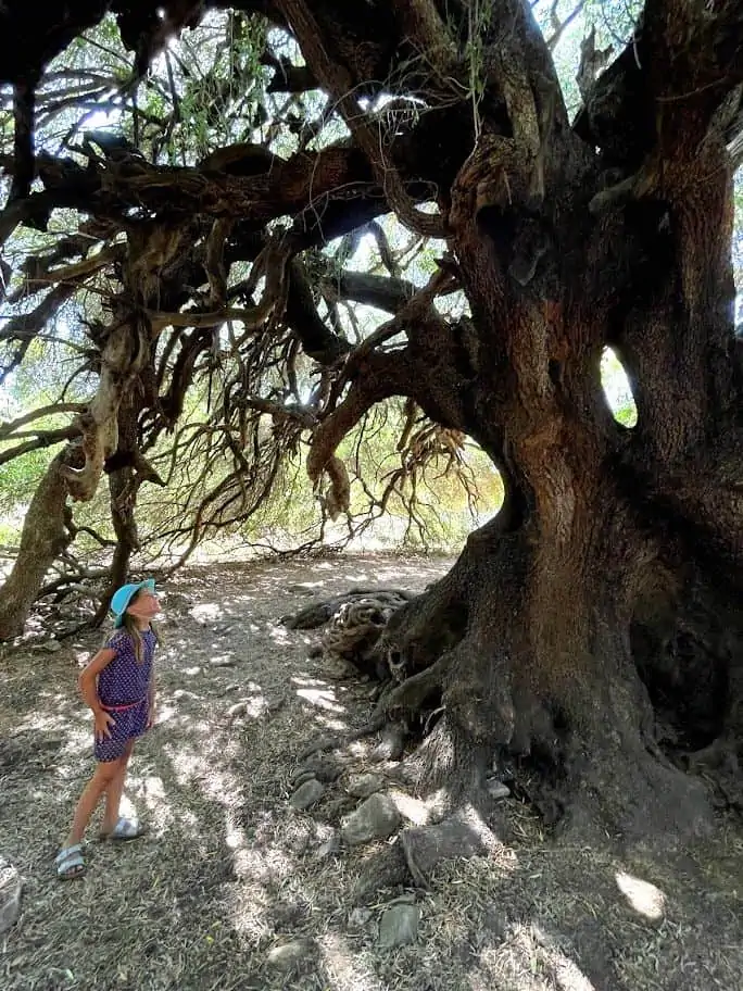 Cosa fare vicino a Santa Teresa di Gallura con bambini visitare gli olivastri millenari di Luras