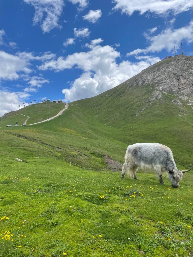 campitello di fassa escursioni
