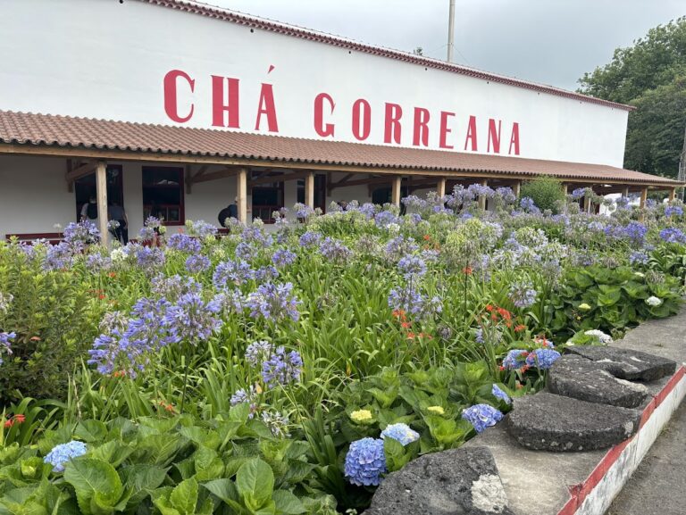 cosa vedere a sao miguel cha gorreana te